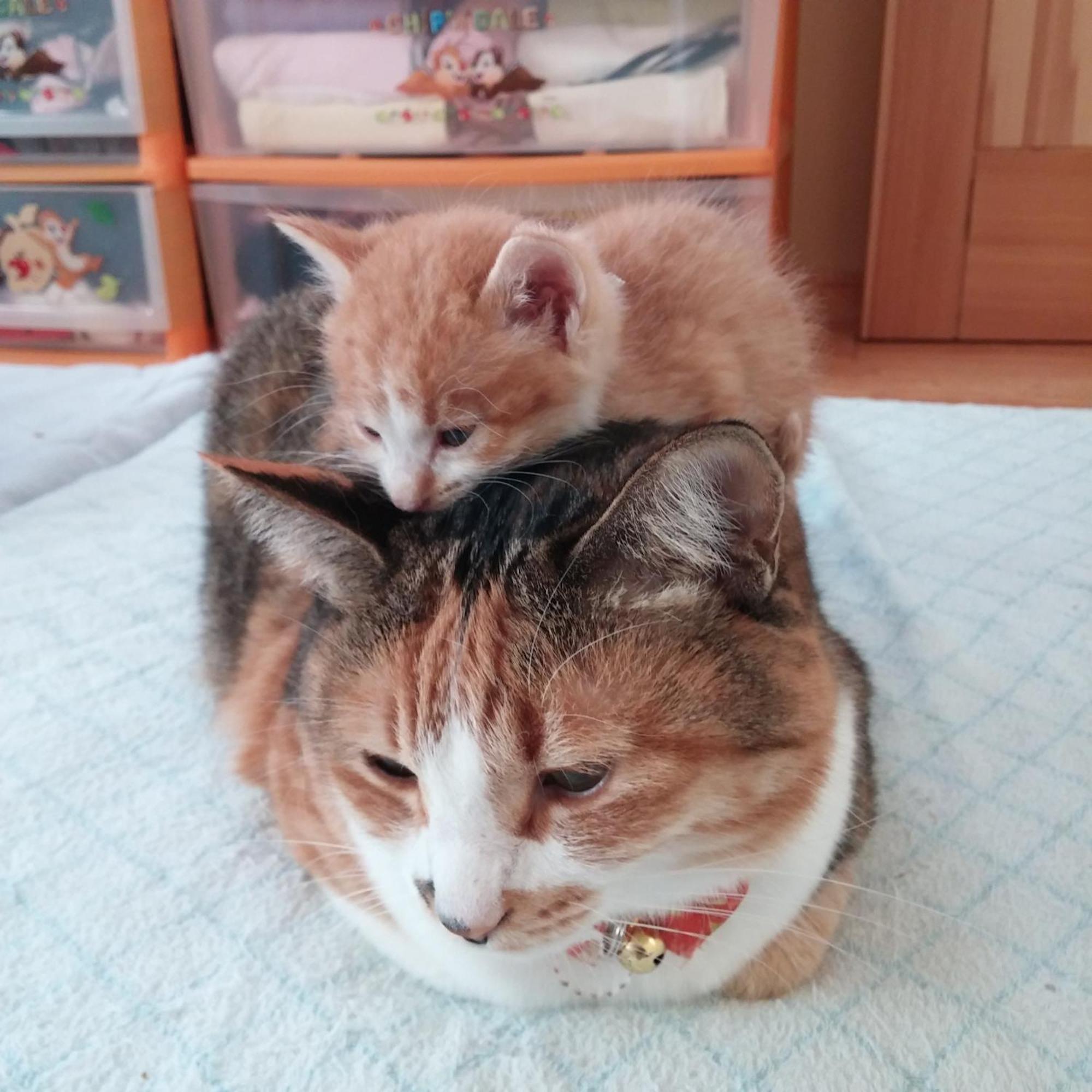 Minamiya 山とねこと遊ぶ宿 みなみ家 Хакуба Екстериор снимка