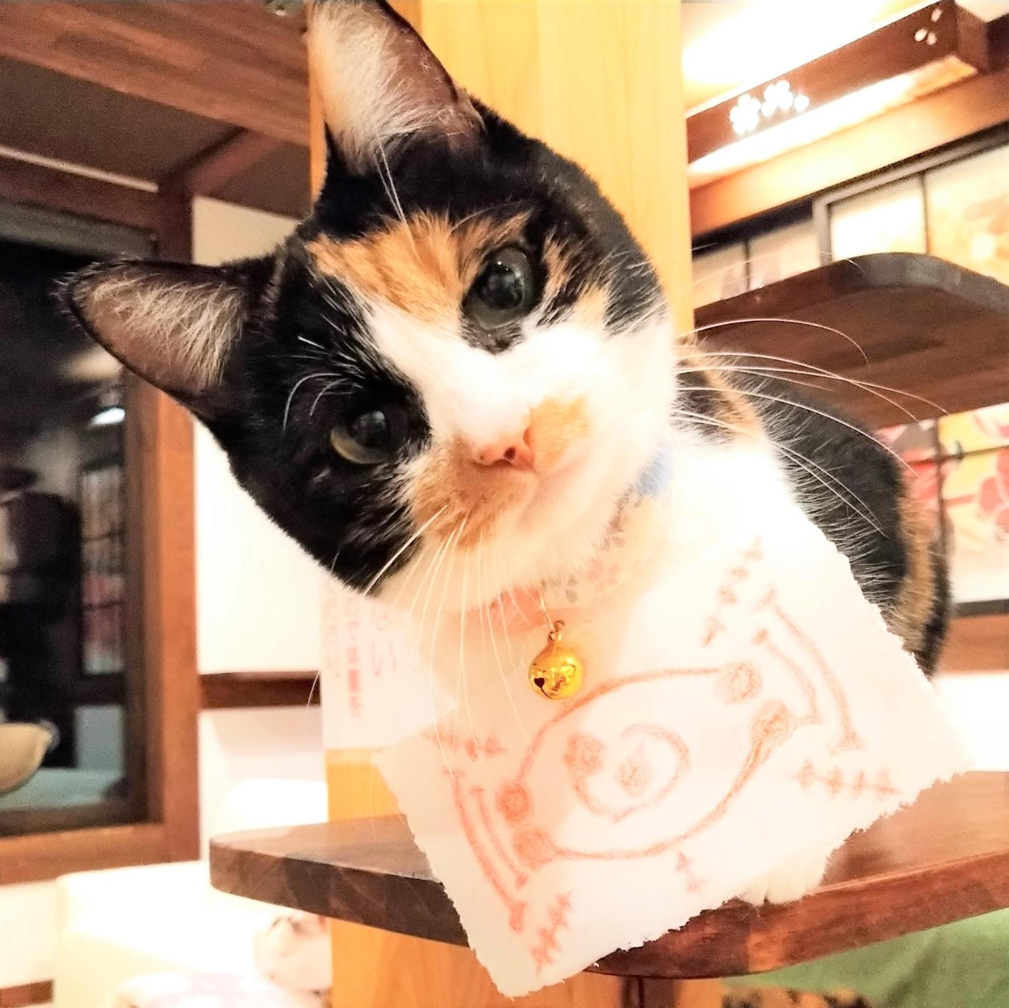Minamiya 山とねこと遊ぶ宿 みなみ家 Хакуба Екстериор снимка